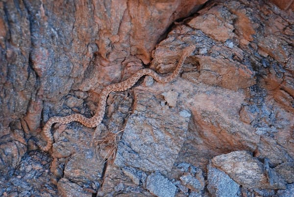 Rattlesnake on the North Kaibab
